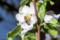 A bee collects nectar from an apple tree flower Royalty Free Stock Photo