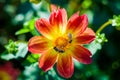 Bee collects nectar at beautiful flower dahlias. Abstract background. Space in background for copy, text, your words. Royalty Free Stock Photo