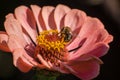 Bee collects nectar on a beautiful pink flower Royalty Free Stock Photo