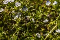 Persian speedwell and a bee Royalty Free Stock Photo
