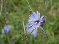 Bee collects nectar on blue flowers of chicory on a Sunny summer day. field flowers. beauty in nature