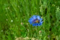The bee collects nectar from the chicory flower