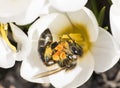 A bee collects nectar on crocus