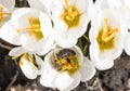 A bee collects nectar on crocus