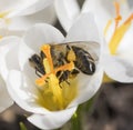 A bee collects nectar on crocus