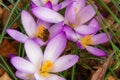 Bee collects nectar on a Crocus