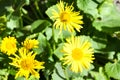 A bee collects nectar from a dandelion flower, Flowers Doronikum lat. Doronicum in the garden Royalty Free Stock Photo