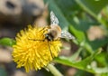 bee collects nectar on a dandelion Royalty Free Stock Photo