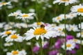 A bee collects nectar on a field flower a Daisy on a blurred background of green grass and flowers Royalty Free Stock Photo