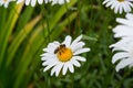 A bee collects nectar on a field flower a Daisy on a blurred background of green grass and flowers Royalty Free Stock Photo