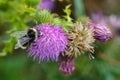 Bee collects nectar from a flower. Bumblebee summer eats pollen