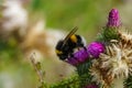 Bee collects nectar from a flower. Bumblebee summer eats pollen. Close-up