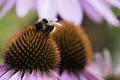 A bee collects nectar on a flower of echinacea Royalty Free Stock Photo
