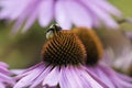 A bee collects nectar on a flower of echinacea Royalty Free Stock Photo