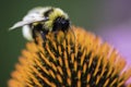 A bee collects nectar on a flower of echinacea Royalty Free Stock Photo