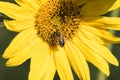 A bee collects nectar from a flower of a sunflower Royalty Free Stock Photo