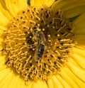 A bee collects nectar from a flower of a sunflower Royalty Free Stock Photo