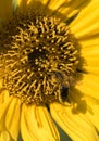 A bee collects nectar from a flower of a sunflower Royalty Free Stock Photo