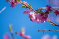 The bee collects nectar from flowering peaches in the spring. Peach flowers against a blue spring sky background. Pink flowers Royalty Free Stock Photo