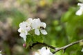 The bee collects nectar on flowers of an apple-tree Royalty Free Stock Photo