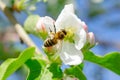 Bee collects nectar on the flowers of the Apple tree Royalty Free Stock Photo