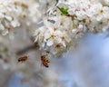 Bee collects nectar from flowers of blooming fruit trees Royalty Free Stock Photo