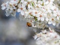 Bee collects nectar from flowers of blooming fruit trees Royalty Free Stock Photo