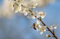 Bee collects nectar from flowers of blooming fruit trees Royalty Free Stock Photo