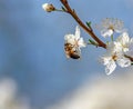 Bee collects nectar from flowers of blooming fruit trees Royalty Free Stock Photo