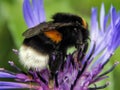 A bee collects nectar on the flowers