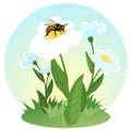 A bee collects nectar on the flowers. Life of flying insects. Beekeeping. Children's