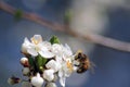 bee collects nectar on the flowers of white blooming apple. Anthophila, Apis mellifera Royalty Free Stock Photo