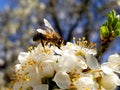 bee collects nectar on the flowers of white blooming apple. Anthophila, Apis mellifera