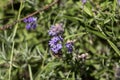 A bee collects nectar from a lavender bush. Fragrant summer flowers. Background