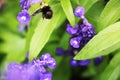 A bee on Bumblebee lavender in the Butchart Garden