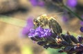 A bee collects nectar from a lavender flower. Natural blurred background.Selective, soft focus Royalty Free Stock Photo