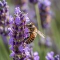 Bee collects nectar on lavender flowers