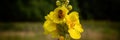 Bee collects nectar from the mullein flowers in the meadow