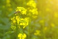 The bee collects the nectar on the mustard flowers in the field Royalty Free Stock Photo