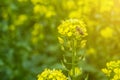 The bee collects the nectar on the mustard flowers in the field Royalty Free Stock Photo
