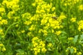 The bee collects the nectar on the mustard flowers in the field Royalty Free Stock Photo