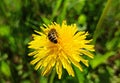 A bee collects nectar and pollen from dandelion flowers.