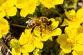 bee collects nectar from Potentilla arenaria, Tormentilla erecta, Potentilla laeta, Potentilla tormentilla, tormentil