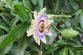 Bee collects nectar from a Purple Passion flower in full bloom Royalty Free Stock Photo