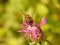A bee collects nectar from a purple wildflower. Macro of an insect on a plant with a blurred background. Harvesting. Pollination