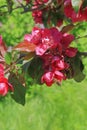 A bee collects nectar from the red flowers of a Japanese quince Royalty Free Stock Photo