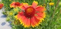 A bee collects nectar on a red gaillardia aristata flower. Royalty Free Stock Photo