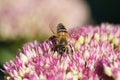 Bee collects nectar on sedum flowers Royalty Free Stock Photo