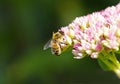 Bee collects nectar on sedum flowers Royalty Free Stock Photo