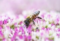 Bee collects nectar on sedum flowers Royalty Free Stock Photo